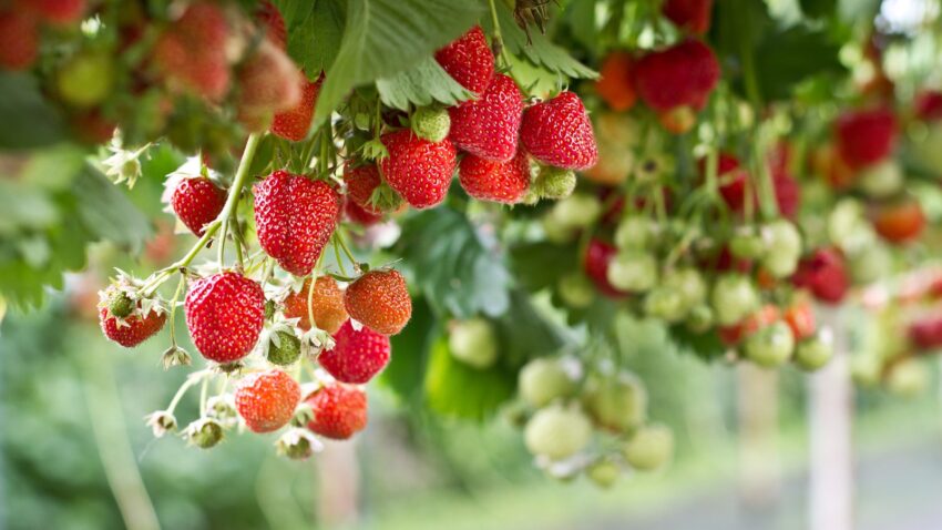 Grow Strawberries in a Small Space