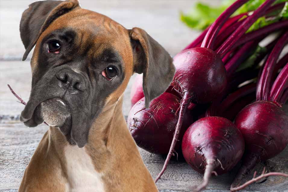 Can dogs eat raw kohlrabi?