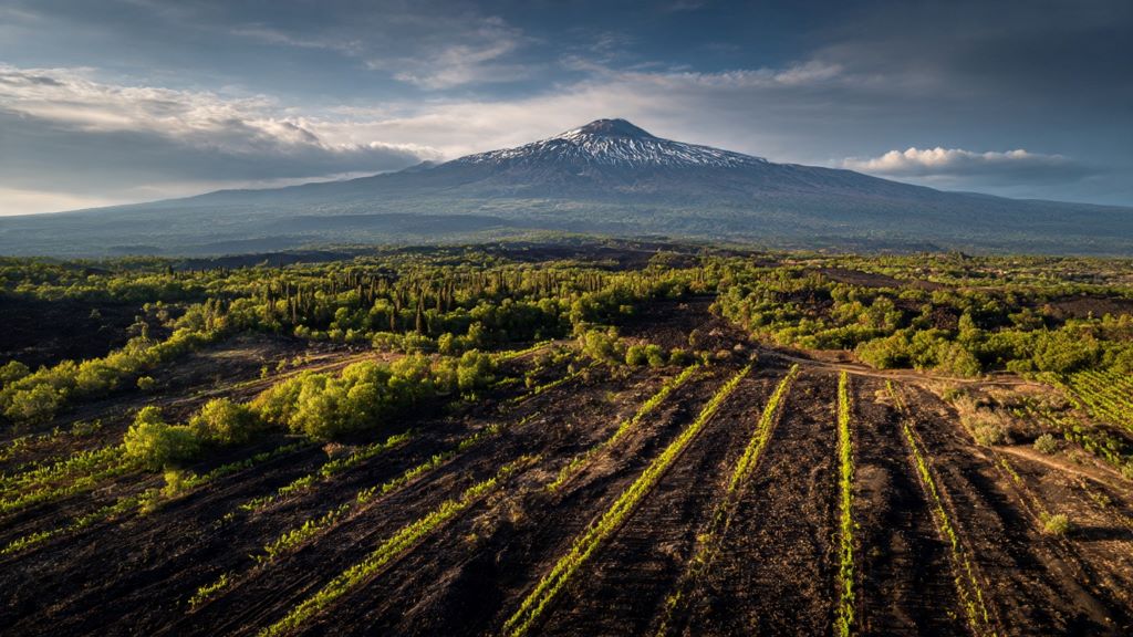 Aerial view of vineyard planted in dark volcanic soil with Mount Etna volcano in background